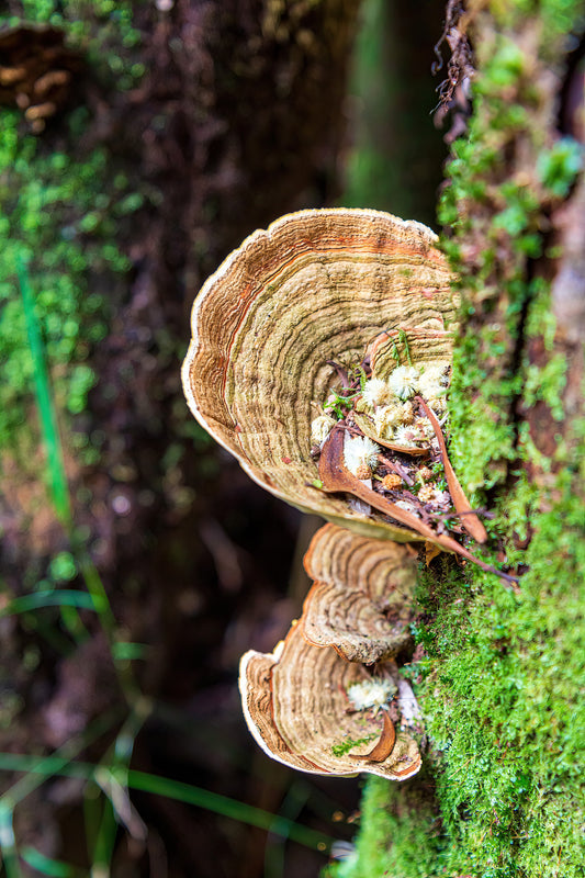 The hidden mushrooms