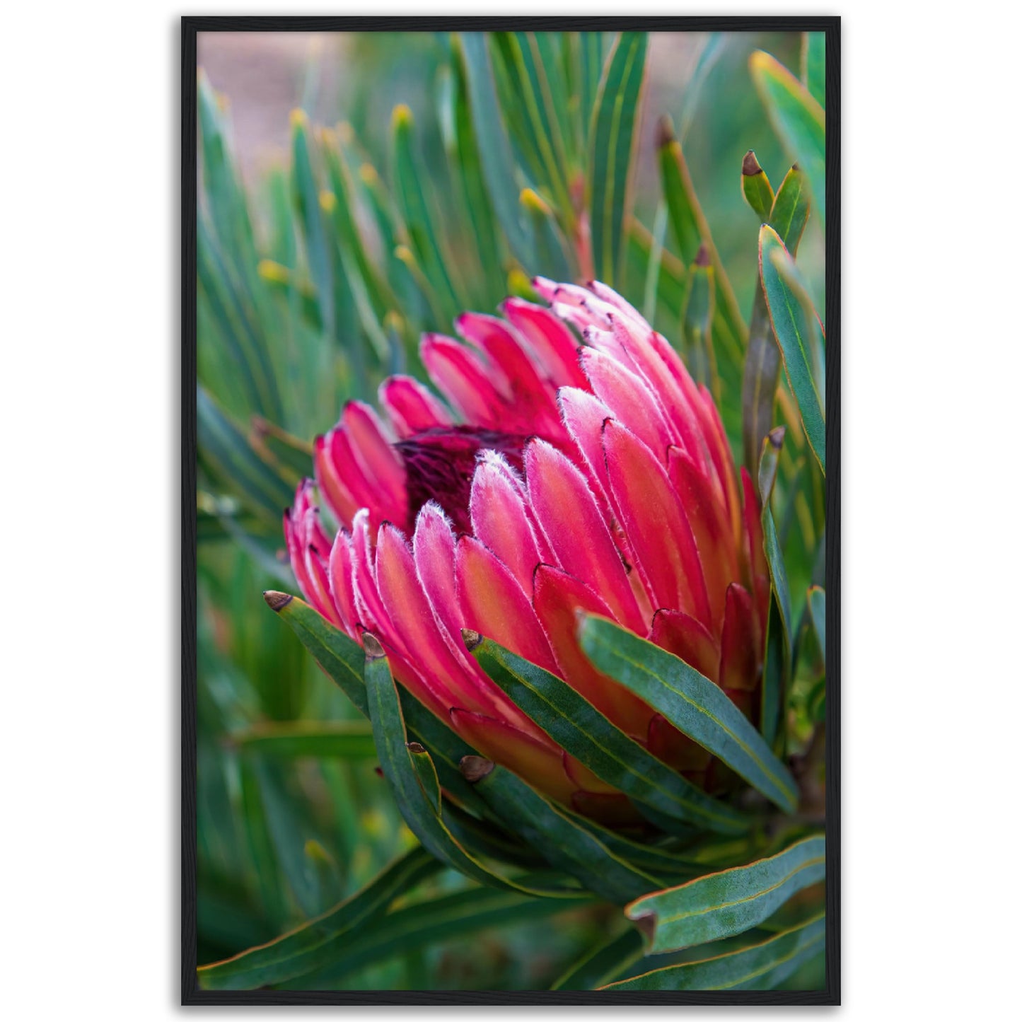 Proteas in full bloom