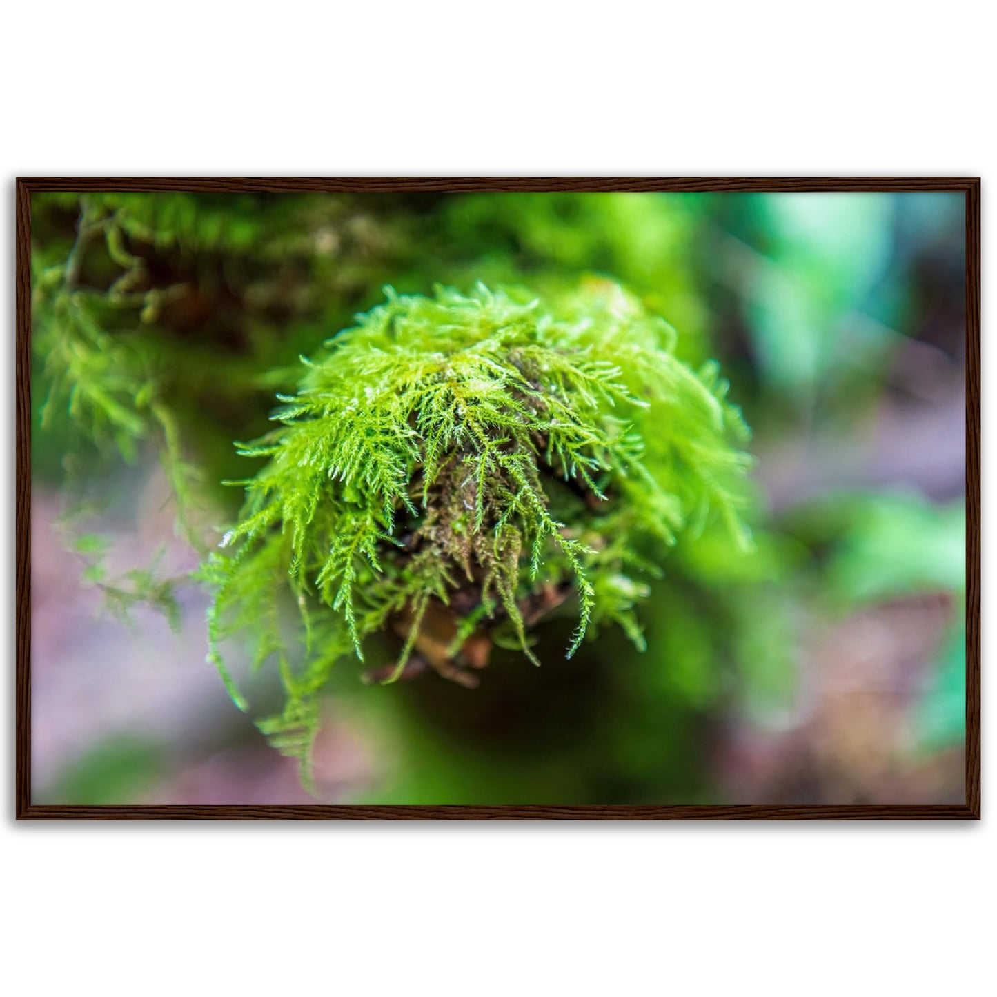 Delicate moss