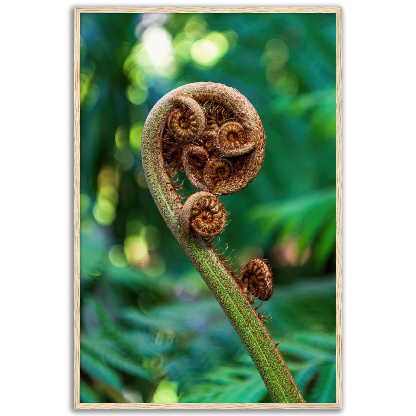 Fiddlehead spiral