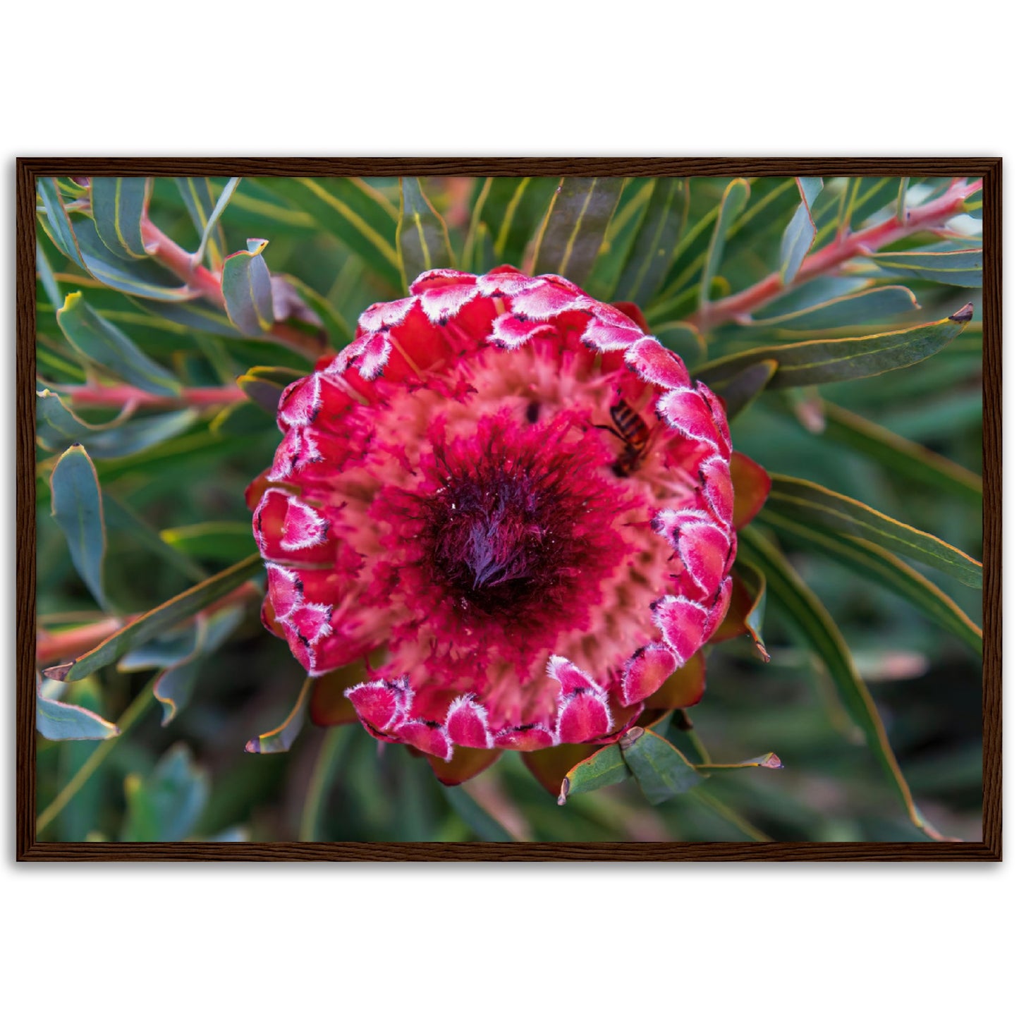 The protea and the bee