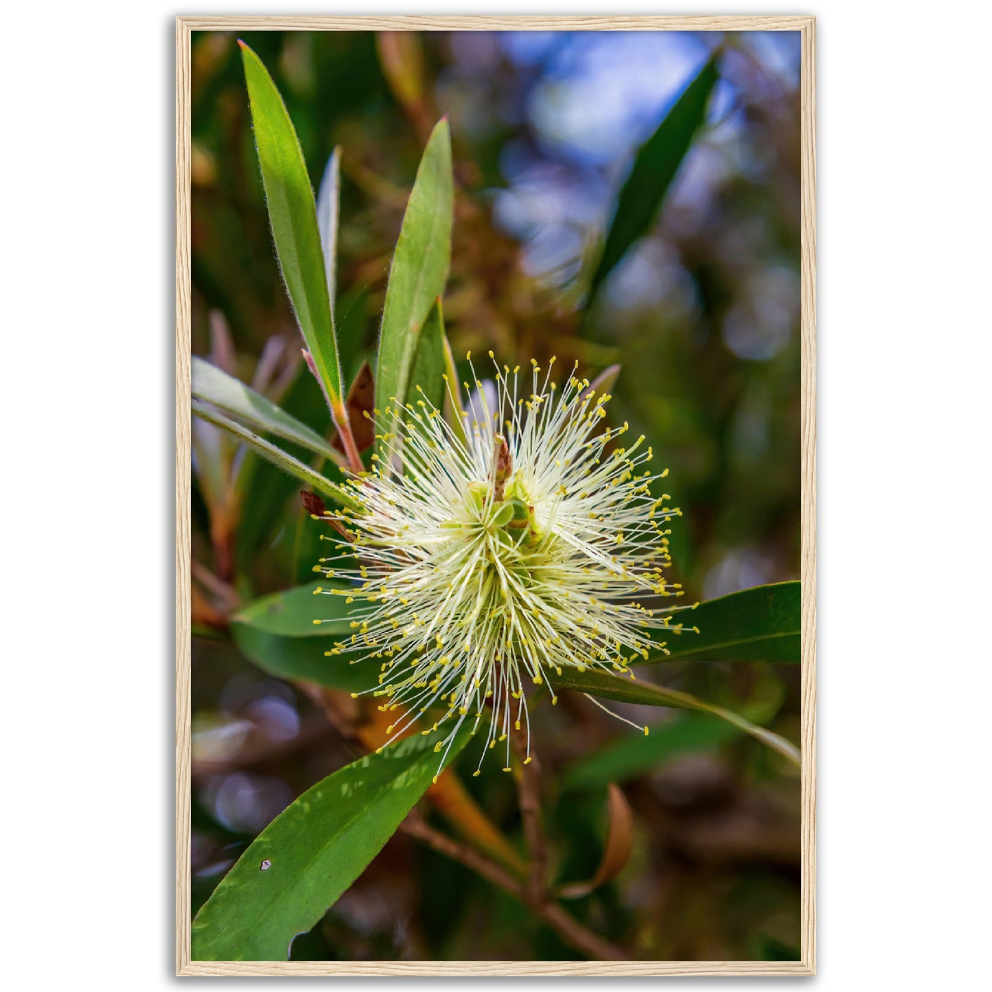 Lemon bottlebrush