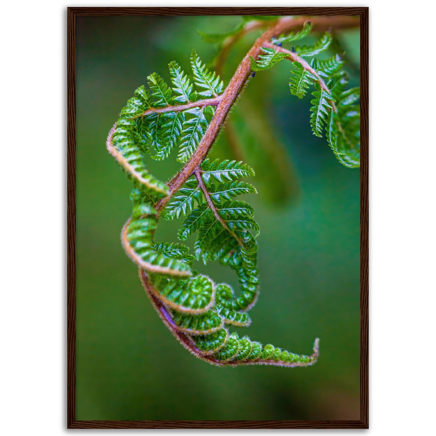 New frond growth