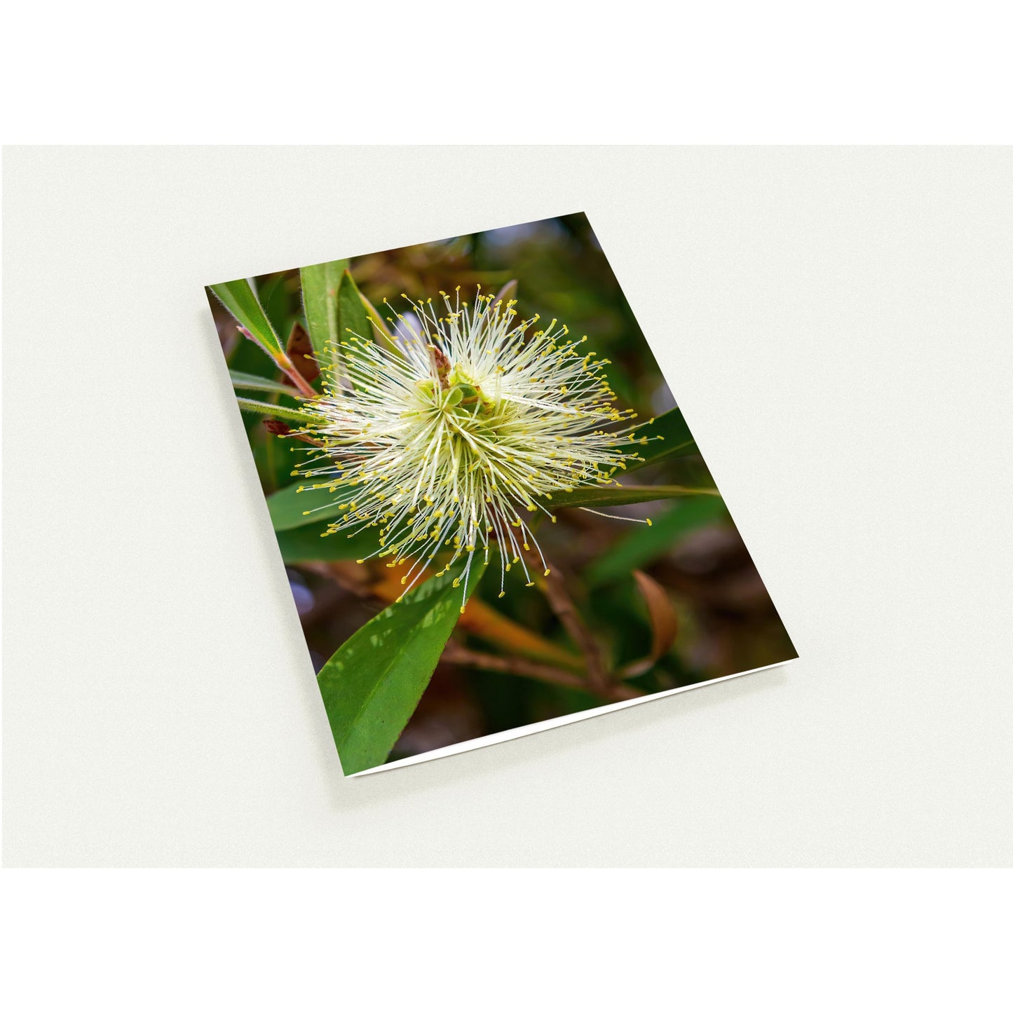 Lemon bottlebrush – blank cards