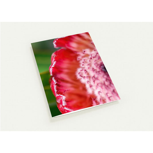 Protea beauty – blank cards