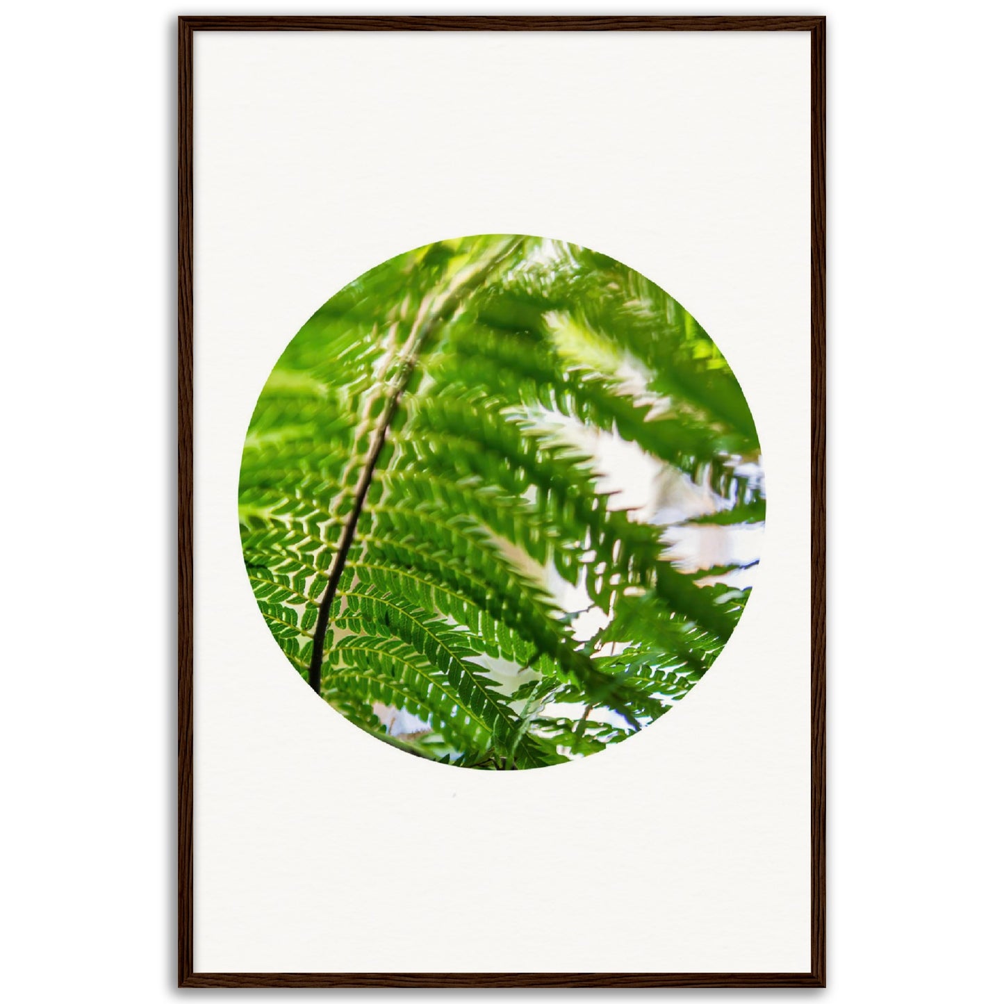 Moving ferns – circle