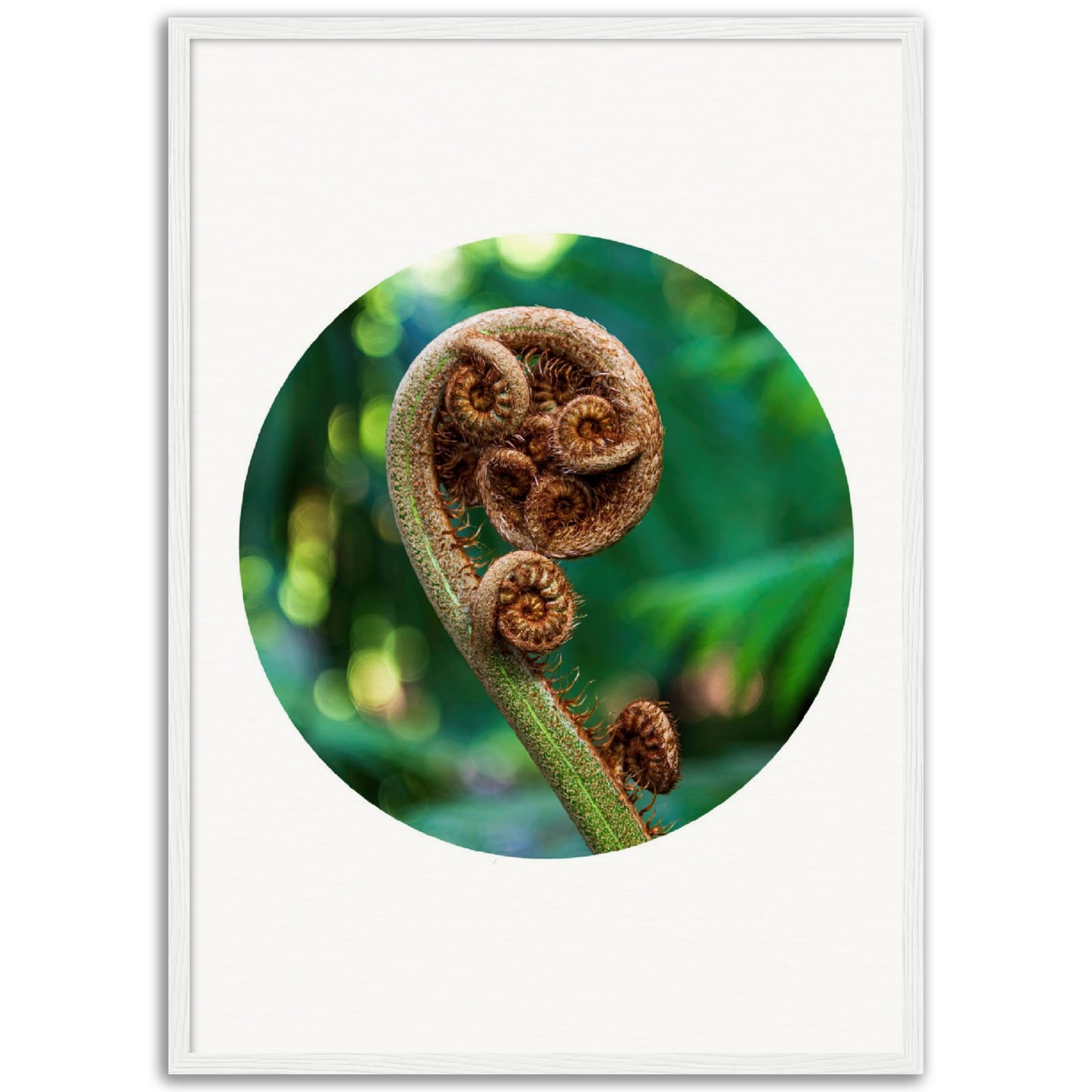 Fiddlehead spiral – circle