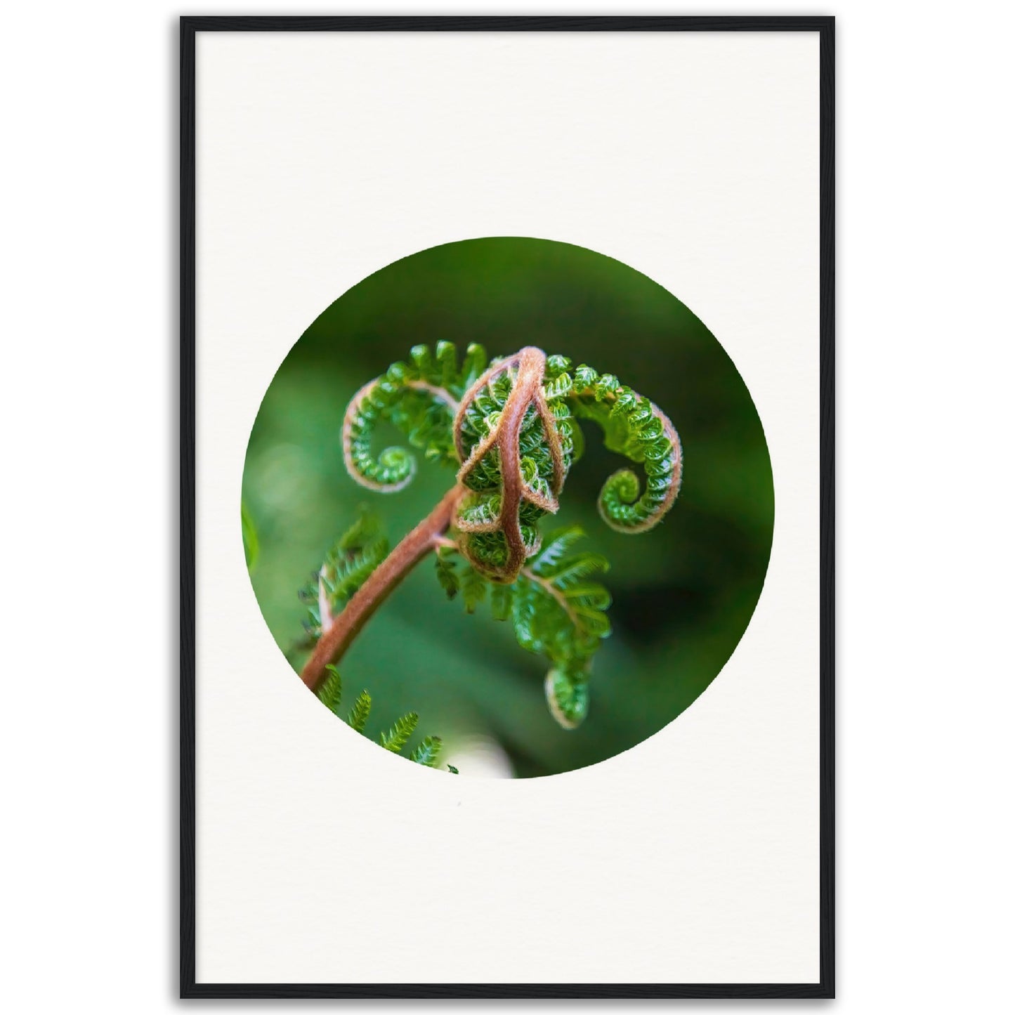 Growing fern fronds – circle